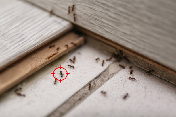 Best Exterminator Services  in Concord, AL