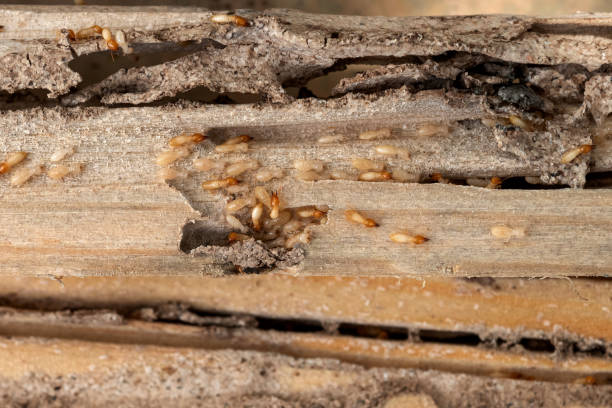 Best Pest Prevention Services  in Concord, AL